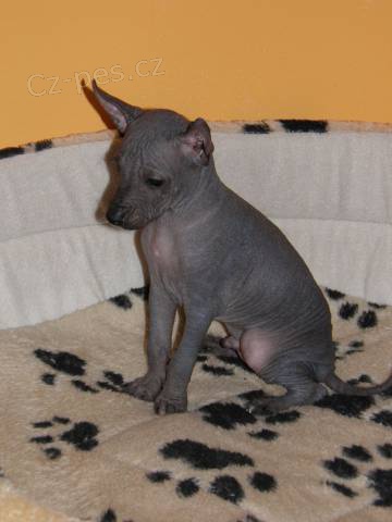 Peru�nsk� nah�� - kr�sn� nad�jn� pejsek