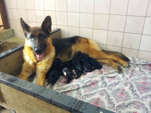 �t���tka N�meck�ho ov��ka s rodokmenem