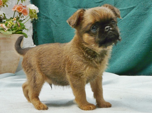 Bruselsk� grifonek a 4 brabant�ci