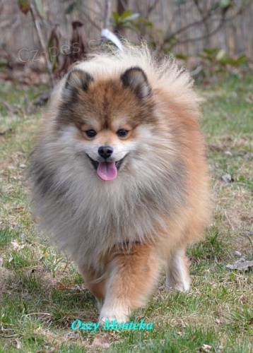 n�meck� �pic mal�