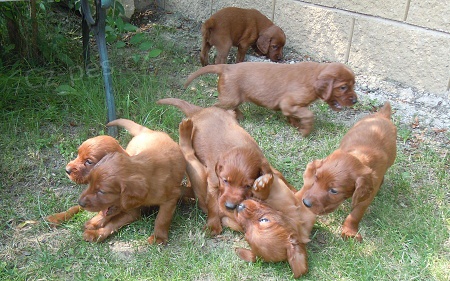 �t��ata irsk�ho setra, �t�n� irsk� setr