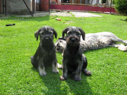 Prod�m �t�n� p+s (pejsek) bez pp