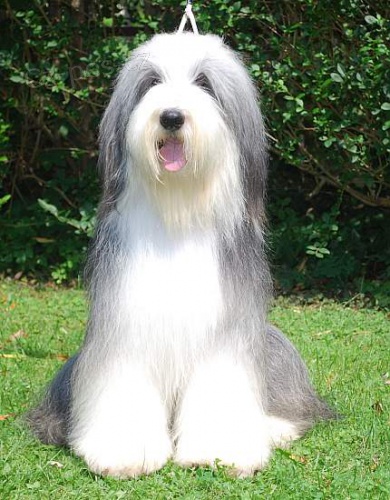 Bearded Collie - �t��ata s PP
