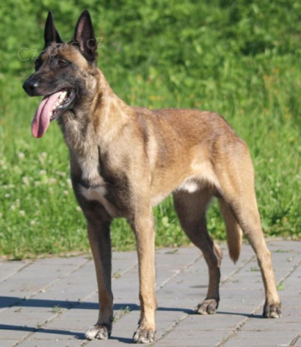 Belgick� ov��k malinois