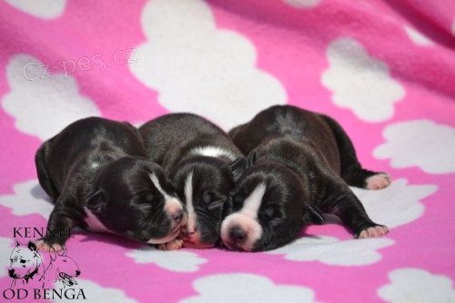 Americk� Staford��rsk� Terier s PP �t�n�