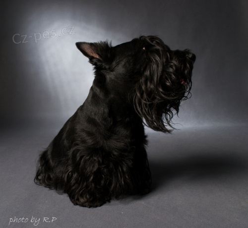 Pes Skotsk�ho teri�ra ke kryt�!!!