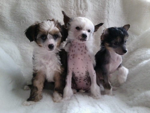 ��nsk� chocholat� pes