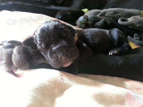 prod�m kr�sn� stenatka nemecke dogy