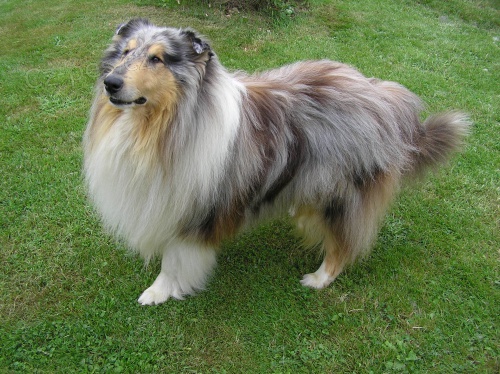 Blue-merle kolie na kryt�! 