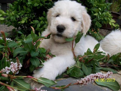 Jihorusk� ov��k - nab�z�me �t���tka s PP