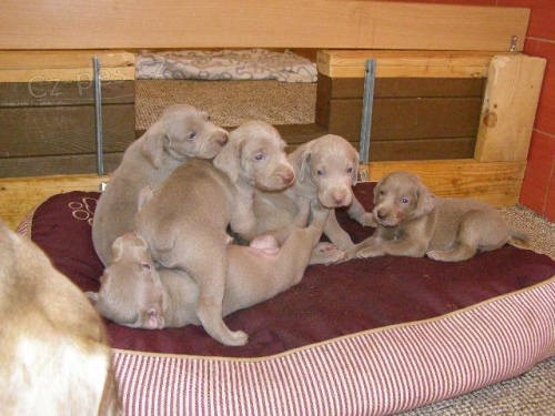 �t��ata V�marsk�ho Oha�e