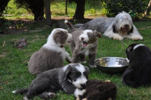 Bearded kolie �t��ata - prodej