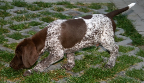 Prod�m dva pejsky NKO