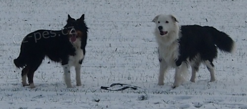 Zad�me kvalitn� �t���tka border kolie