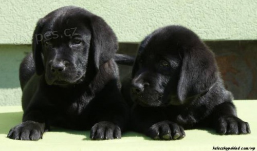 Labrador retriever s PP �ern� ..pejsci