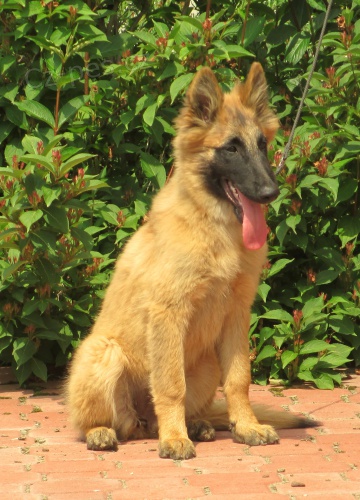 Belgick� ov��k tervueren