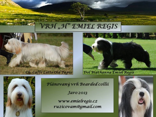 Posledn� voln� pejsek Bearded kolie s PP