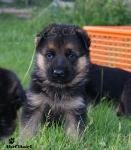 N�meck� ov��k - �t��ata s PP