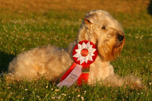 IRISH SOFT COATED WHEATEN TERIER