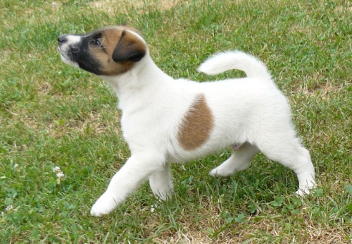 �t��ata foxteri�r hladkosrst�