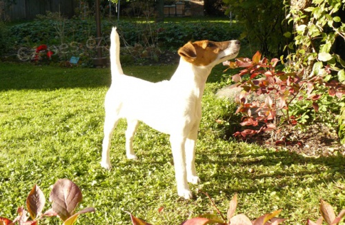 Foxteri�r hladkosrst� � ro�n� fenka