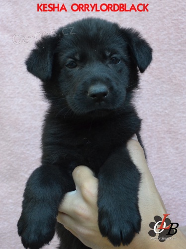 N�meck� ov��k