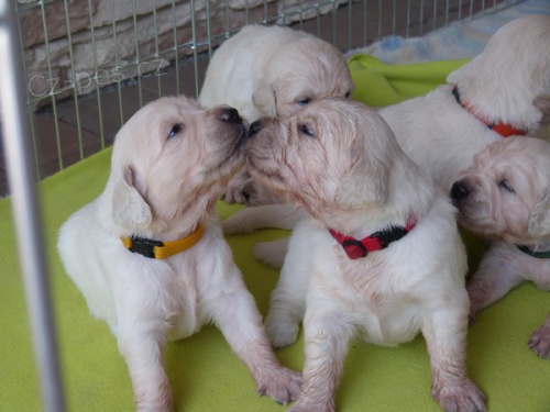 �t���tka Zlat�ho retr�vra s PP