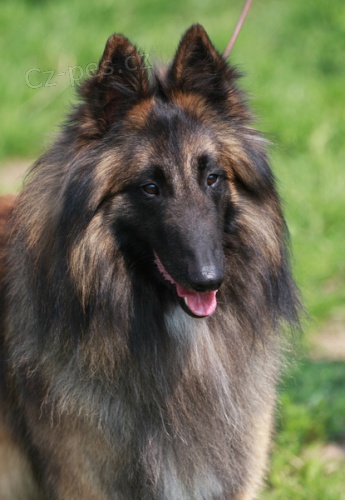 Belgick� ov��k-tervueren