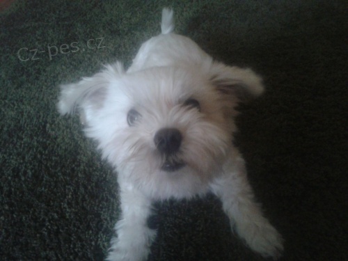 Malt�zsk� ps�k ke kryt�