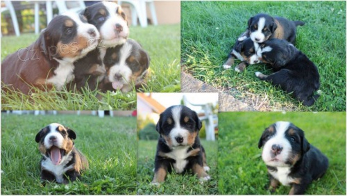 Prodej �t���tek 