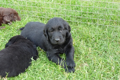 �t��ata Flat coated retriever