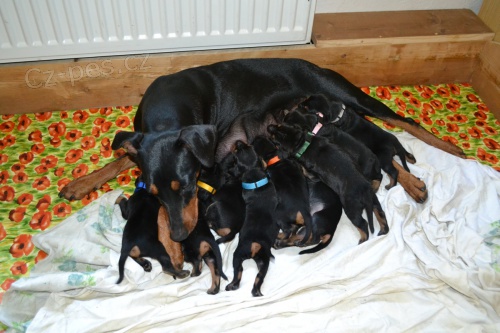 N�meck� pin� �t���tka s PP