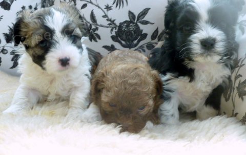 Rusk� barevn� bolonka - �t���tka