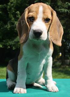 �t�n� b�gla s PP, Fantagiro