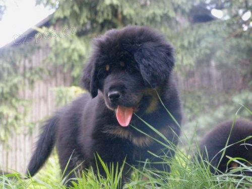 Tibetsk� doga posledn� �t��ata feny s PP