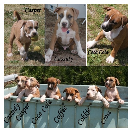 �t���tka AST