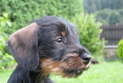 Prod�m �t���tka jezev��k� drsnosrst�ch trpasli��ch