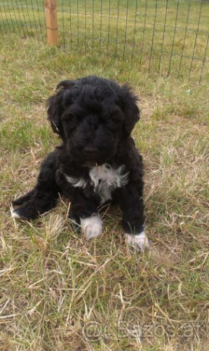 Portugalsk� vodn� pes-�teniatka s PP