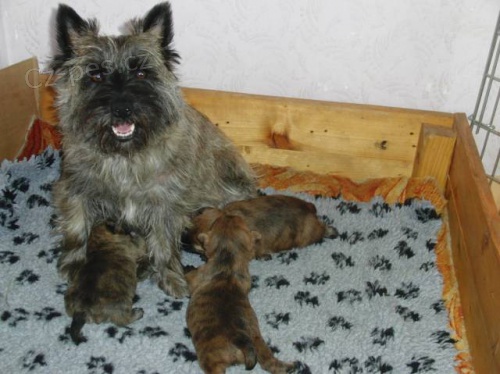 Cairn Terrier �t��ata