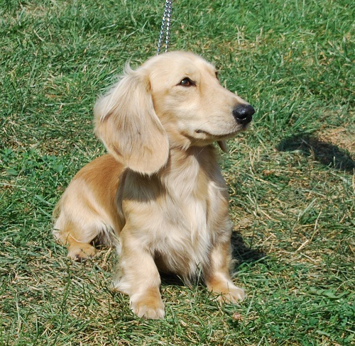 �t���tka dlouhosrst�ho jezev��ka