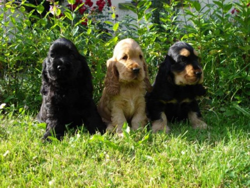 ANGLICK� KOKR�PAN�L