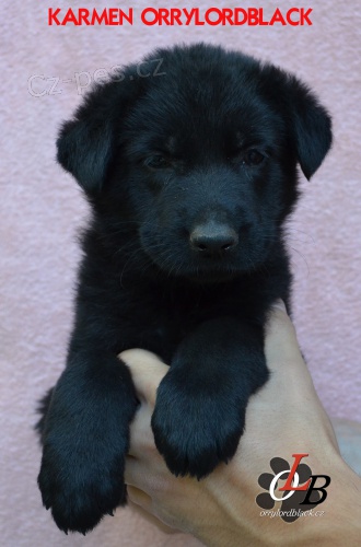 N�meck� ov��k