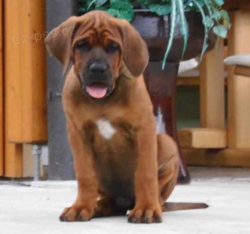 Tosa Inu �t��ata