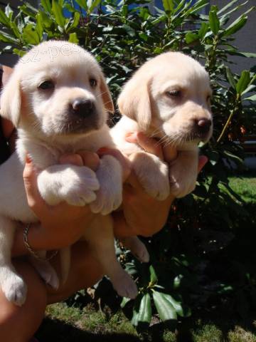 Labrador, Labradorsk� retr�vr