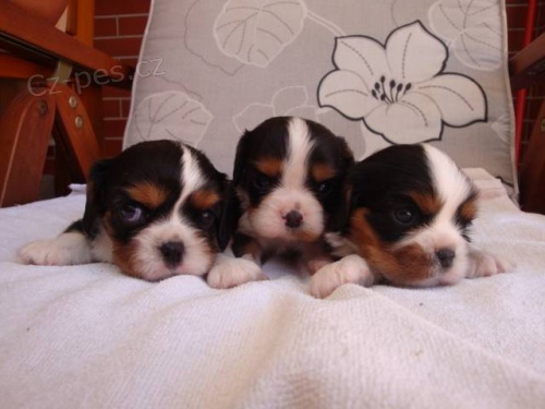 Kaval�r King Charles �pan�l, KKCH�