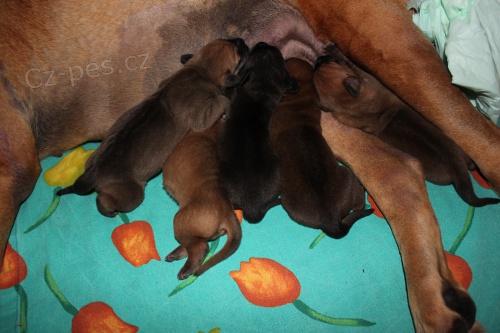 �t���tka Tosa Inu na prodej