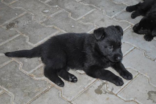 N�meck� ov��k