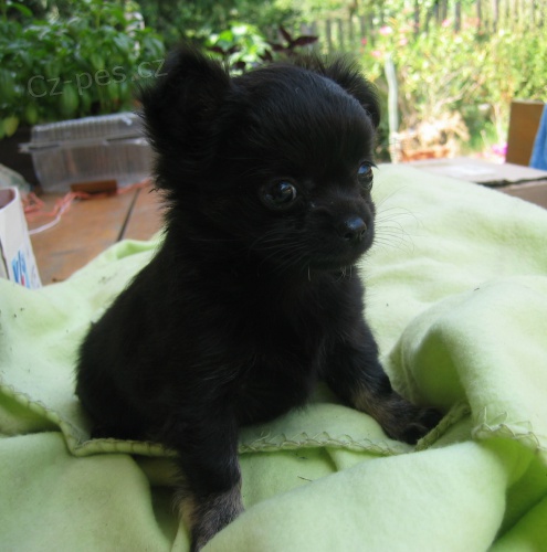 �ivava dlouhosrst� bez PP