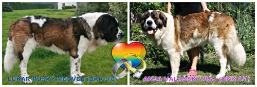 Moskevsk� str�n� pes