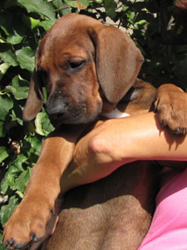 Tosa inu -  �t��ata s PP